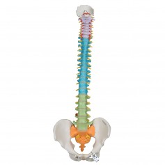 Colonne vertébrale flexible didactique 