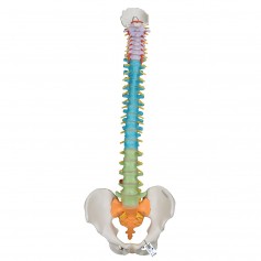 Colonne vertébrale flexible didactique 3B Scientific A58/8
