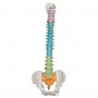 Colonne vertébrale flexible didactique 