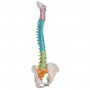 Colonne vertébrale flexible didactique 