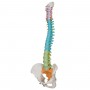 Colonne vertébrale flexible didactique 