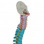 Colonne vertébrale flexible didactique 