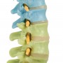 Colonne vertébrale flexible didactique 