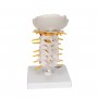 Colonne vertébrale cervicale 