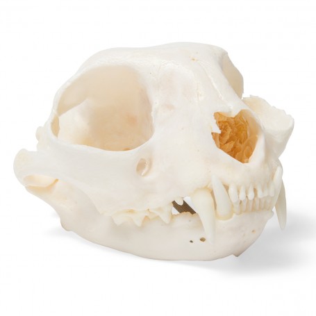 Crâne de chat