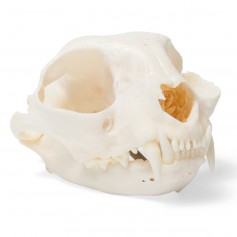Crâne de chat (Felis catus), modèle préparé 3B Scientific