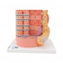 Fibre musculaire 3B MICROanatomy - agrandi 10.000 fois 