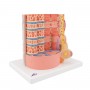 Fibre musculaire 3B MICROanatomy - agrandi 10.000 fois 