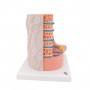 Fibre musculaire 3B MICROanatomy - agrandi 10.000 fois 