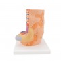 Fibre musculaire 3B MICROanatomy - agrandi 10.000 fois 