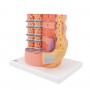 Fibre musculaire 3B MICROanatomy - agrandi 10.000 fois 