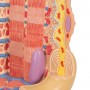 Fibre musculaire 3B MICROanatomy - agrandi 10.000 fois 