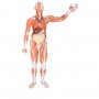 Figure musculaire masculine, grandeur nature, en 37 parties 