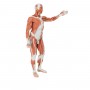 Figure musculaire masculine, grandeur nature, en 37 parties 