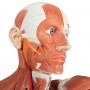 Figure musculaire masculine, grandeur nature, en 37 parties 