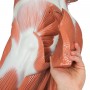 Figure musculaire masculine, grandeur nature, en 37 parties 