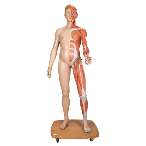 Modèle musculaire 3B Scientific® du corps humain bisexué