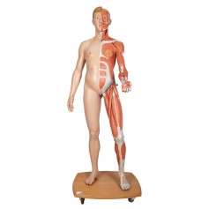 Modèle musculaire 3B Scientific® du corps humain bisexué 