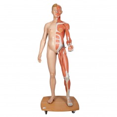 Modèle musculaire 3B Scientific® du corps humain bisexué, européen, en 39 parties - 3B Smart Anatomy