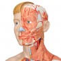 Modèle musculaire 3B Scientific® du corps humain bisexué 