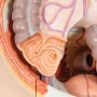Modèle musculaire 3B Scientific® du corps humain bisexué 