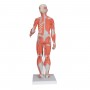 Modele musuclaire homme-femme avec organes internes, en 33 p 