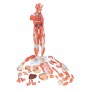 Modele musuclaire homme-femme avec organes internes, en 33 p 