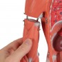 Modele musuclaire homme-femme avec organes internes, en 33 p 