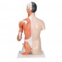 Torse de luxe asiatique avec musculature du bras, en 33 part 