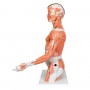 Torse de luxe asiatique avec musculature du bras, en 33 part 