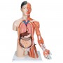 Torse de luxe asiatique avec musculature du bras, en 33 part 