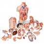 Torse de luxe asiatique avec musculature du bras, en 33 part 