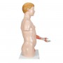 Torse de luxe avec musculature du bras, en 33 parties 