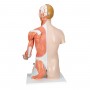 Torse de luxe avec musculature du bras, en 33 parties 