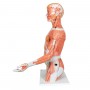 Torse de luxe avec musculature du bras, en 33 parties 