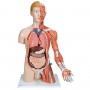 Torse de luxe avec musculature du bras, en 33 parties 