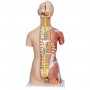 Torse de luxe avec musculature, en 31 parties 