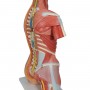 Torse de luxe avec musculature, en 31 parties 