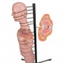 Torse en tranches, 15 tranches 