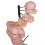 Torse en tranches, 15 tranches 