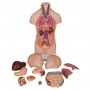 Torse miniature, en 12 parties 