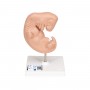 Embryon, agrandi 25 fois 