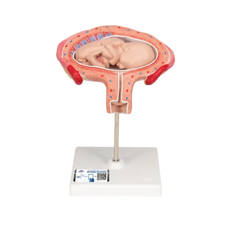 Foetus à 4 mois, décubitus ventral 