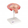 Foetus à 4 mois, décubitus ventral 