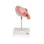 Foetus à 4 mois, décubitus ventral 