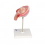Foetus à 4 mois, décubitus ventral 
