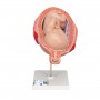 Foetus à 7 mois, position normale 