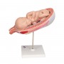 Foetus à 7 mois, position normale 