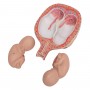 Foetus jumeaux à 5 mois, position normale 