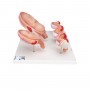 Série de grossesse 3B Scientific®, 5 modèles 